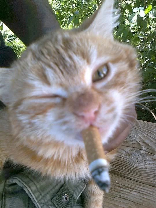 smokin' cat more normal than not