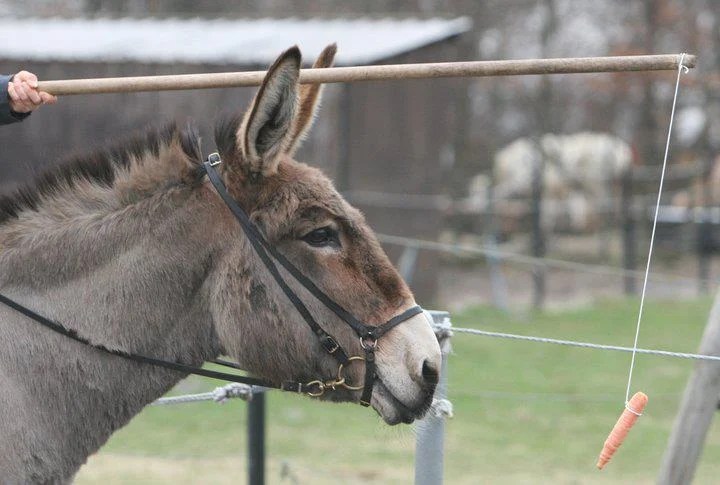 donkey-carrot.jpg