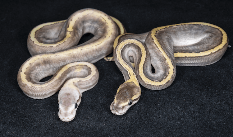 How Big Do Ball Pythons Get? Size Charts By Age - More Reptiles