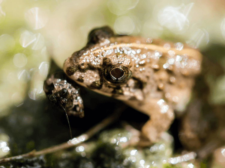 What Do Frogs Eat? Feeding Chart, Food List & Diet More Reptiles