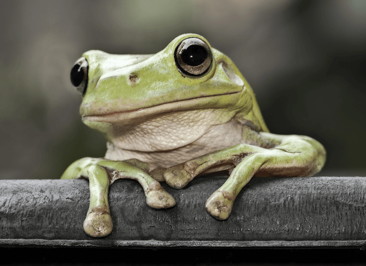 Amphibian vs. Reptile All 7 Differences Explained More Reptiles