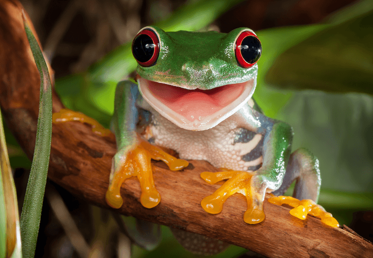 What Do Frogs Eat? Feeding Chart, Food List & Diet More Reptiles
