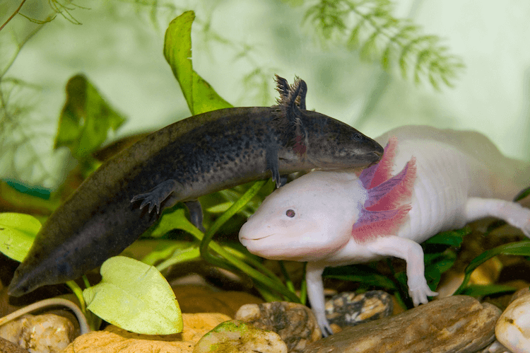 15+ Axolotl Colors: Common & Rare Types Of Axolotl – More Reptiles