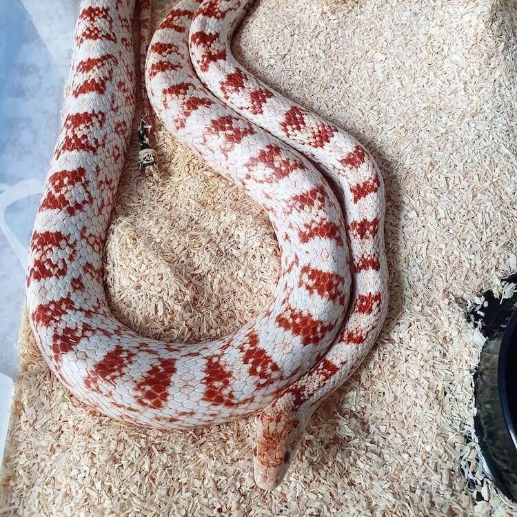 Baby Candy Cane Corn Snake