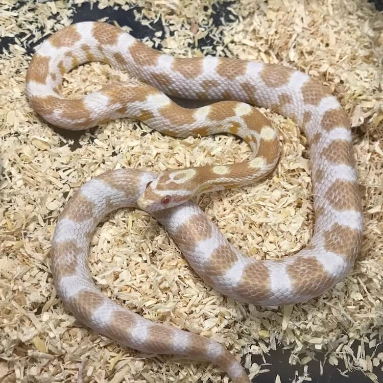 Silver Queen Corn Snake