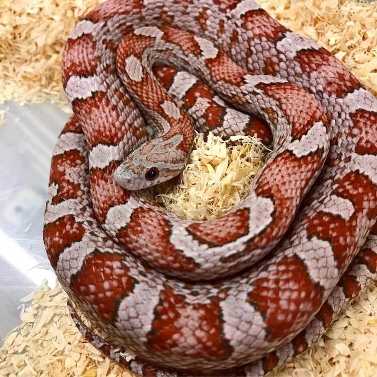 Corn Snake Color Chart