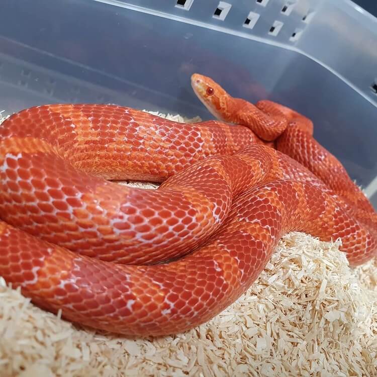 Corn Snake Color Chart