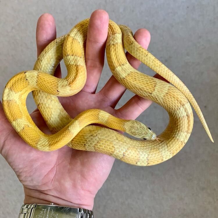 Corn Snake Morphs Chart