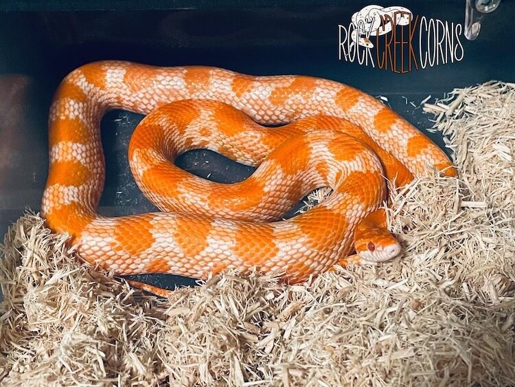 60+ Corn Snake Morphs By Color, & Rarity More Reptiles