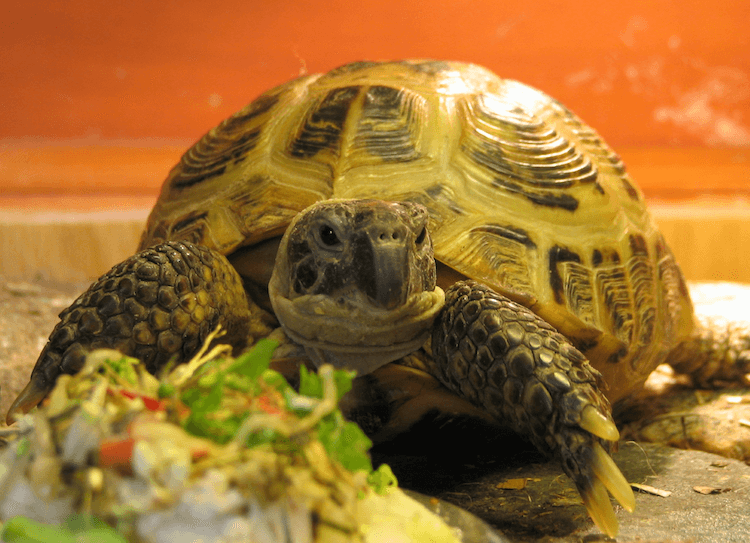 15 Pet Tortoise Species Great For Beginners More Reptiles