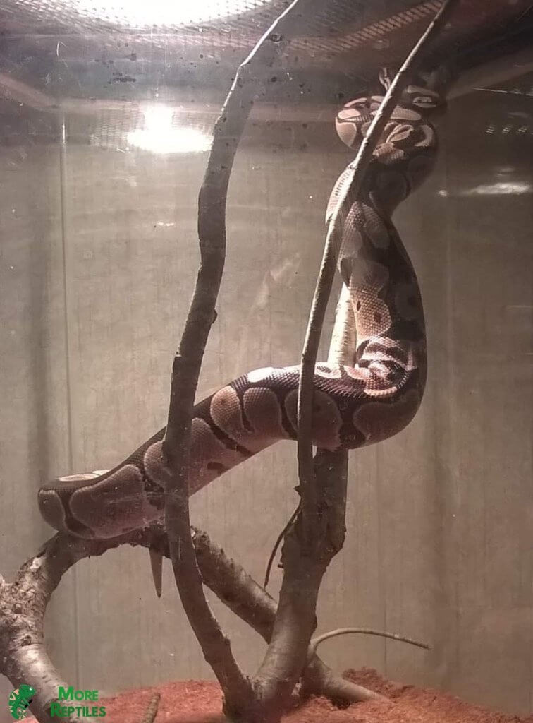 Ball Python Tank Size: What You Need To Know - More Reptiles