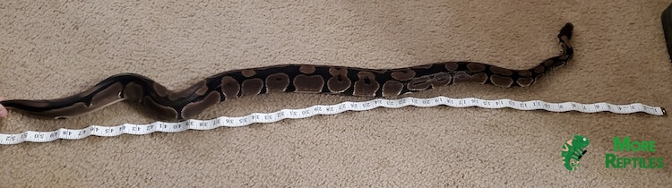 How Old Is My Ball Python? 5 Ways to Tell - More Reptiles