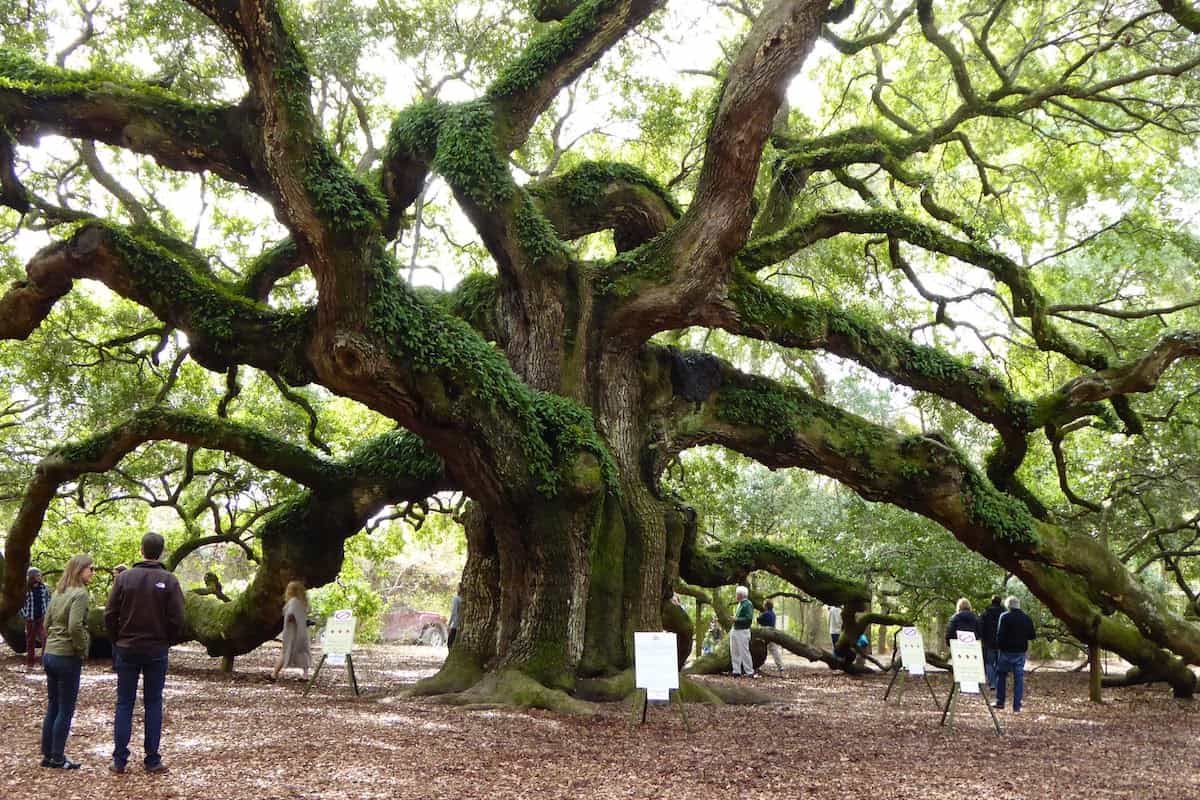 Visiting the Angel Oak Tree in Low Country MORE TIME TO TRAVEL