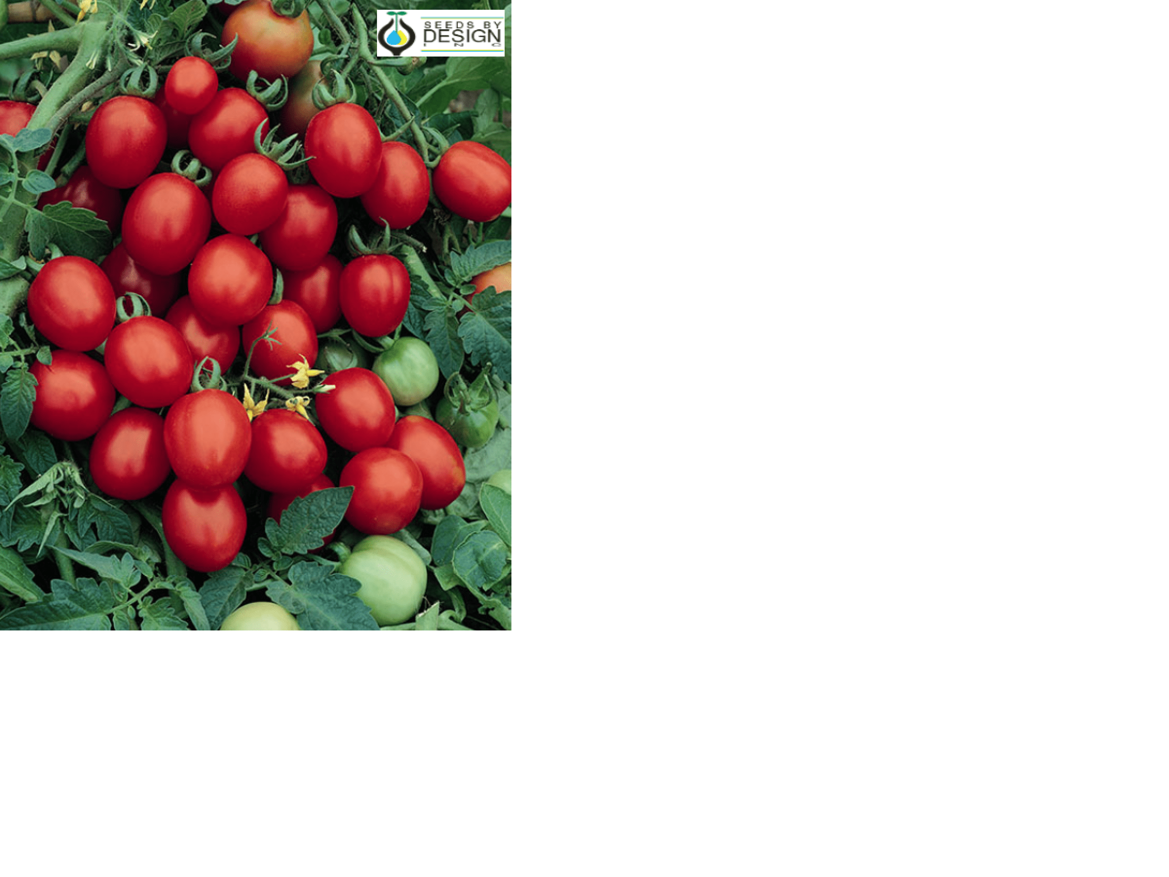 Scarlet Red F1 County Seeds