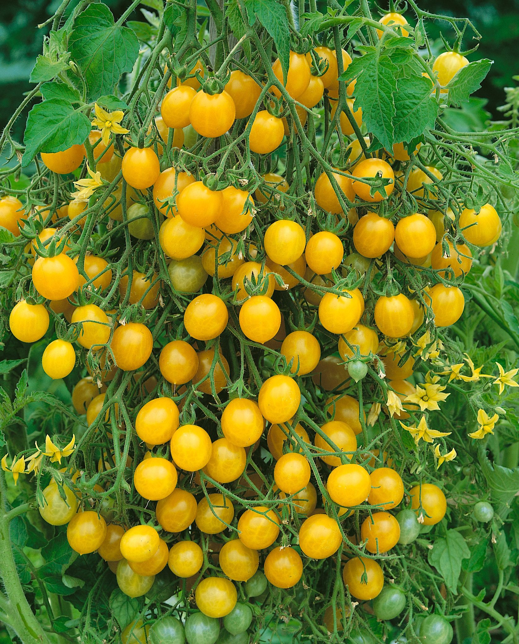 Lemon Drop F1 County Seeds