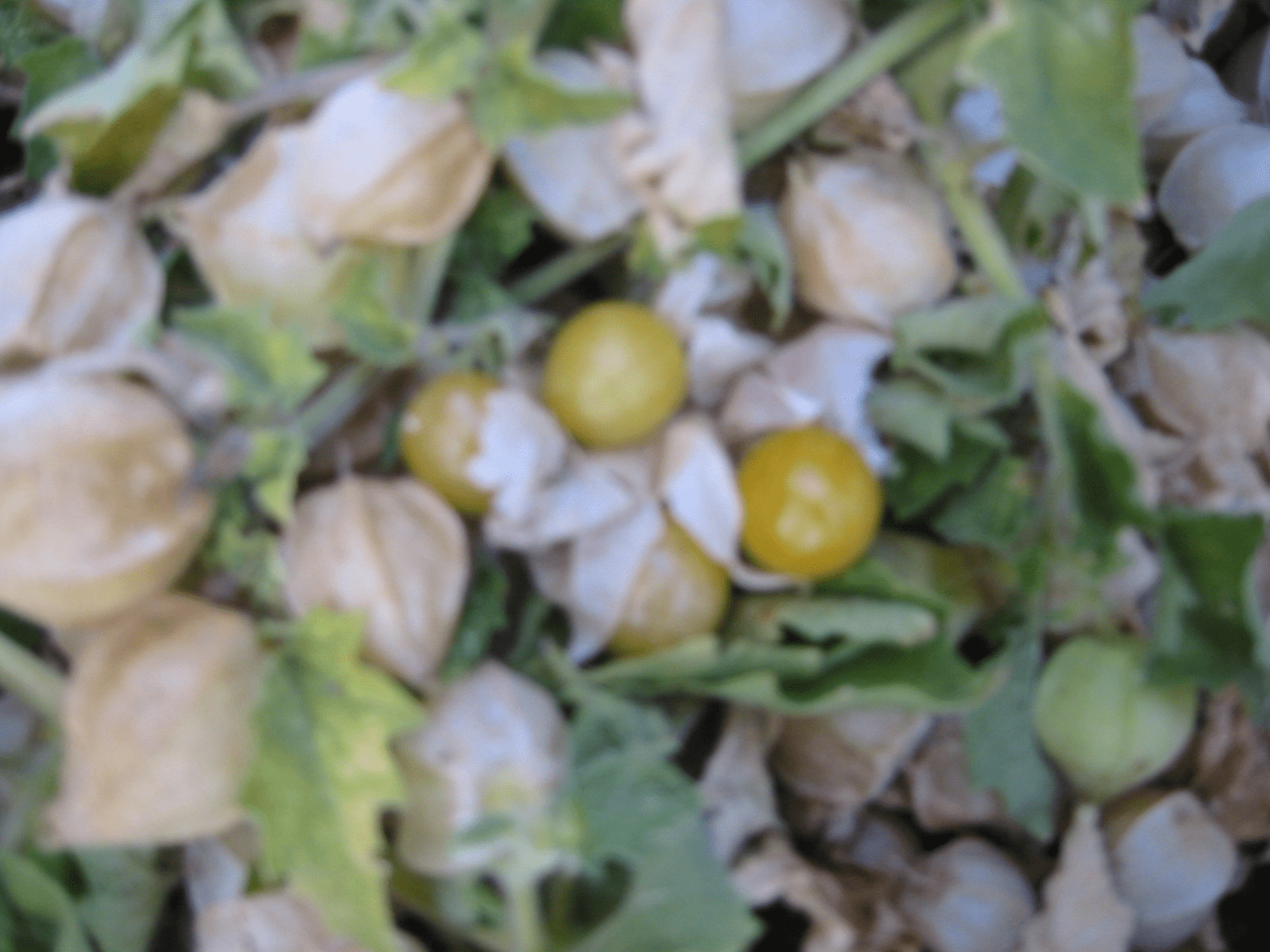 Ground Cherry County Seeds