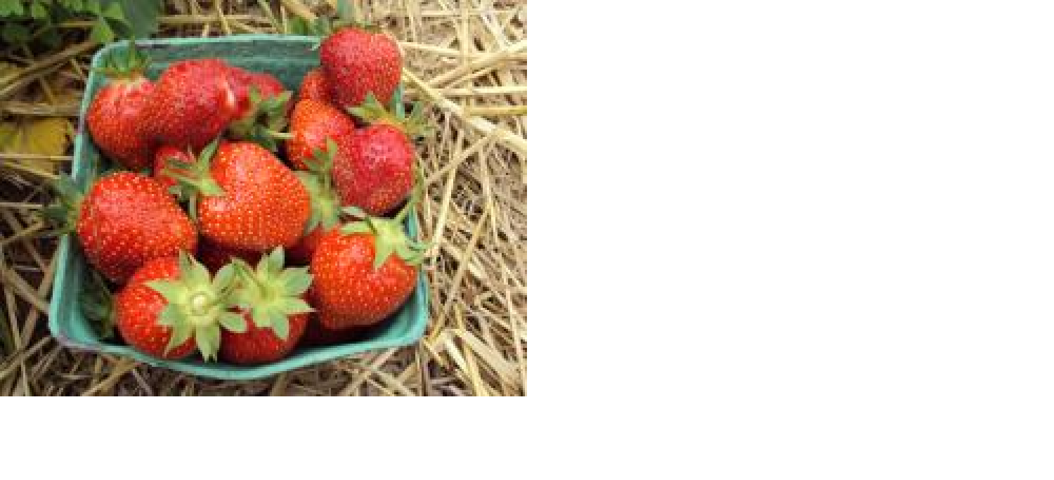 June Bearing Strawberry Plants County Seeds