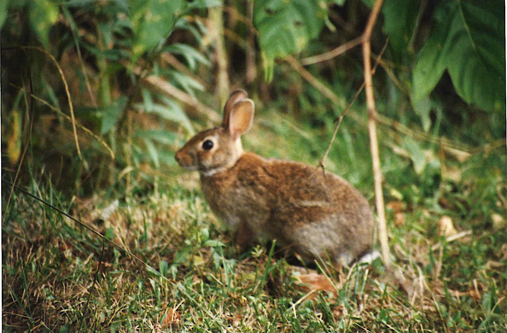 Everyday Outdoors Rabbit hunts Messenger