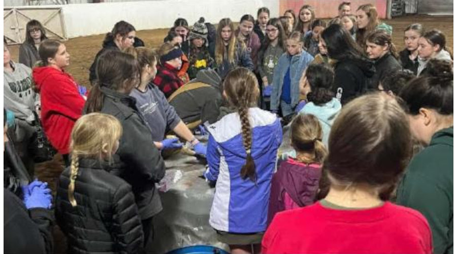 Exploring Equine Reproduction and Anatomy: A Hands-On Learning Experience