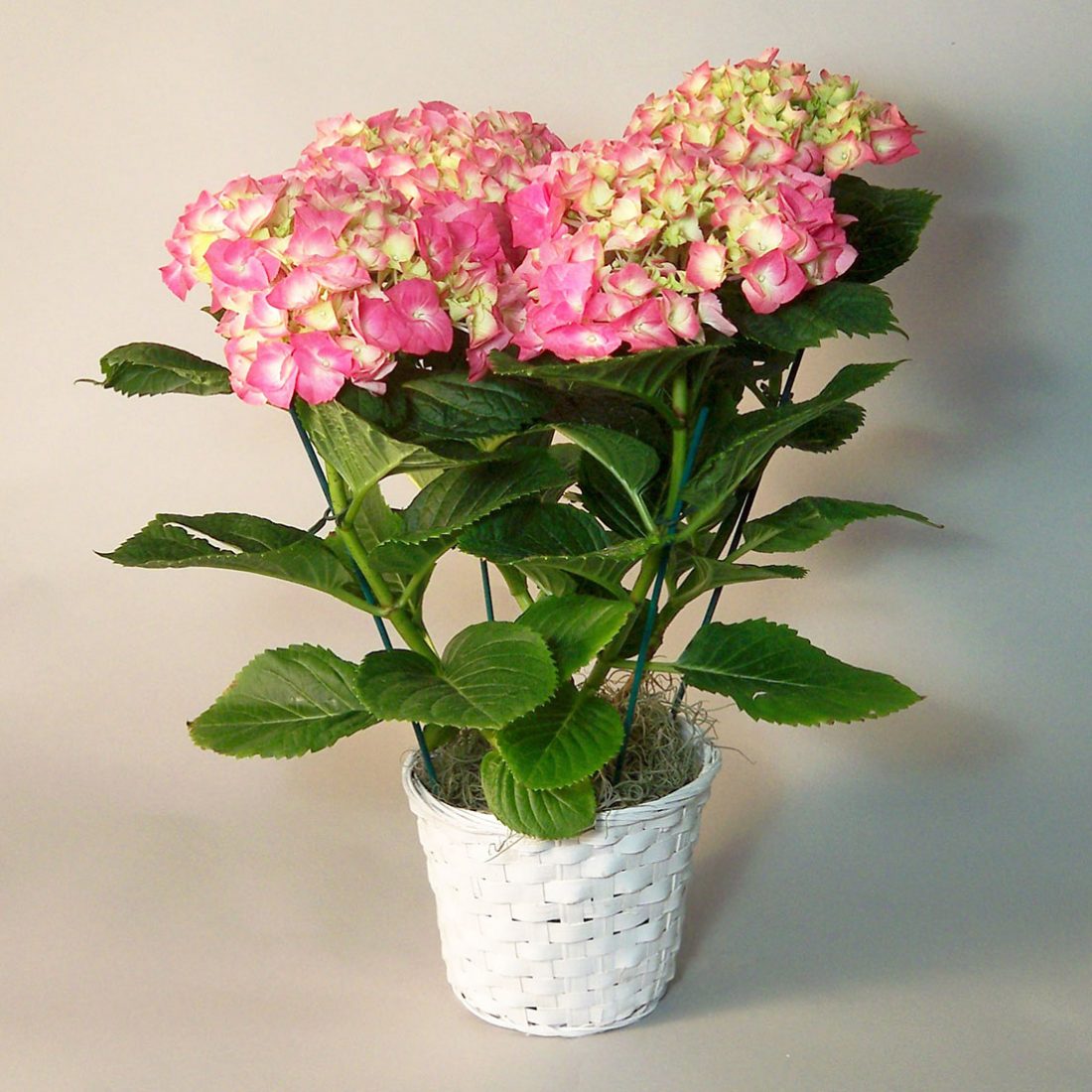 Pink Hydrangea Plant Morning Glory Flower Shop