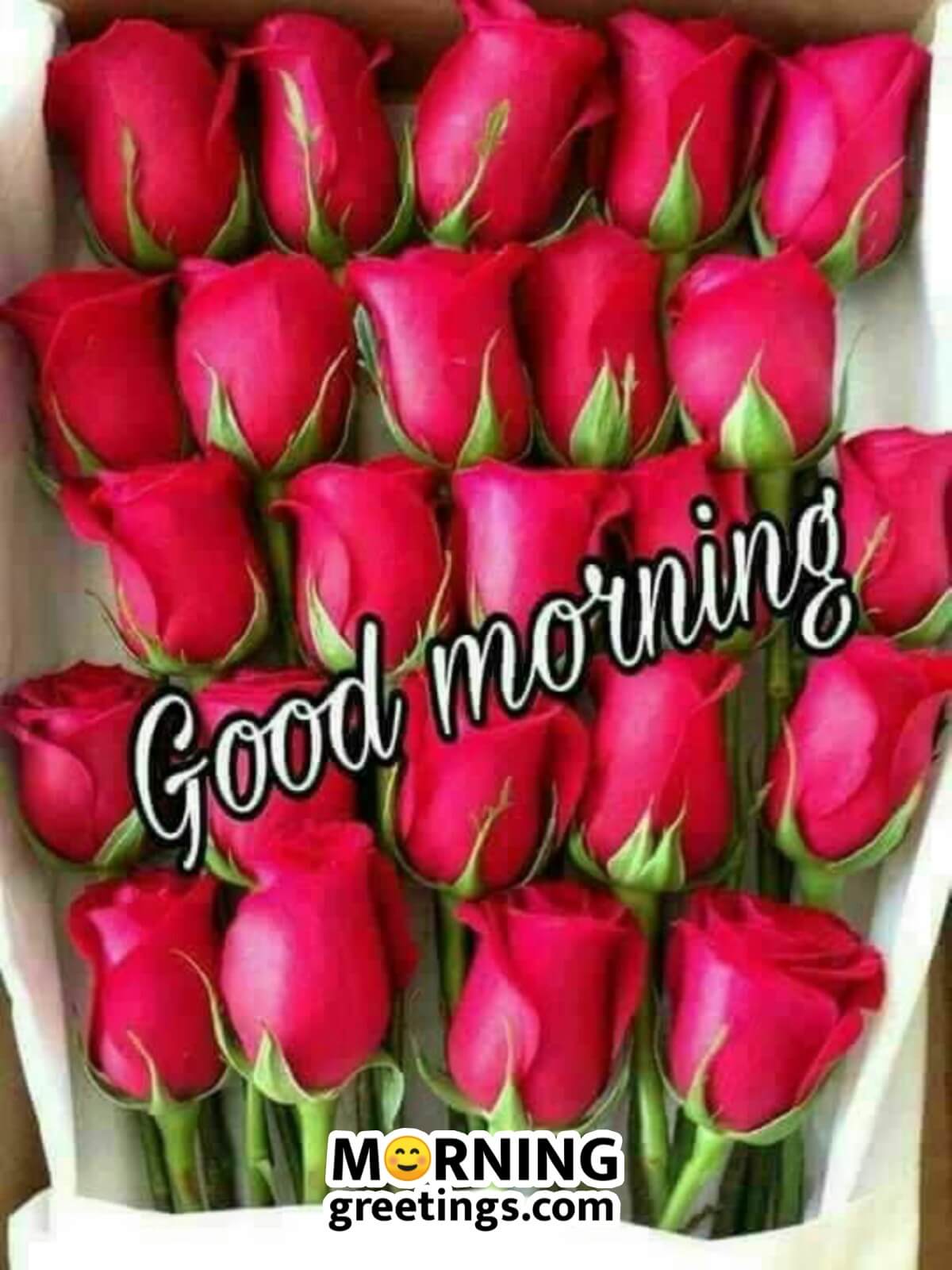 51 Good Morning Wishes With Rose Morning Greetings Morning Quotes