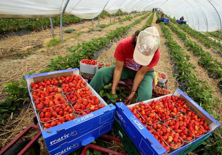 2,500 Moroccan Seasonal Workers in Spain Do Not Want to Return