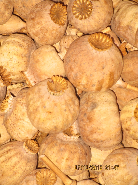 Buy One Pound Dried Poppy Pods Online