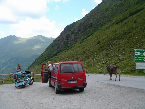 Cars´n´cows