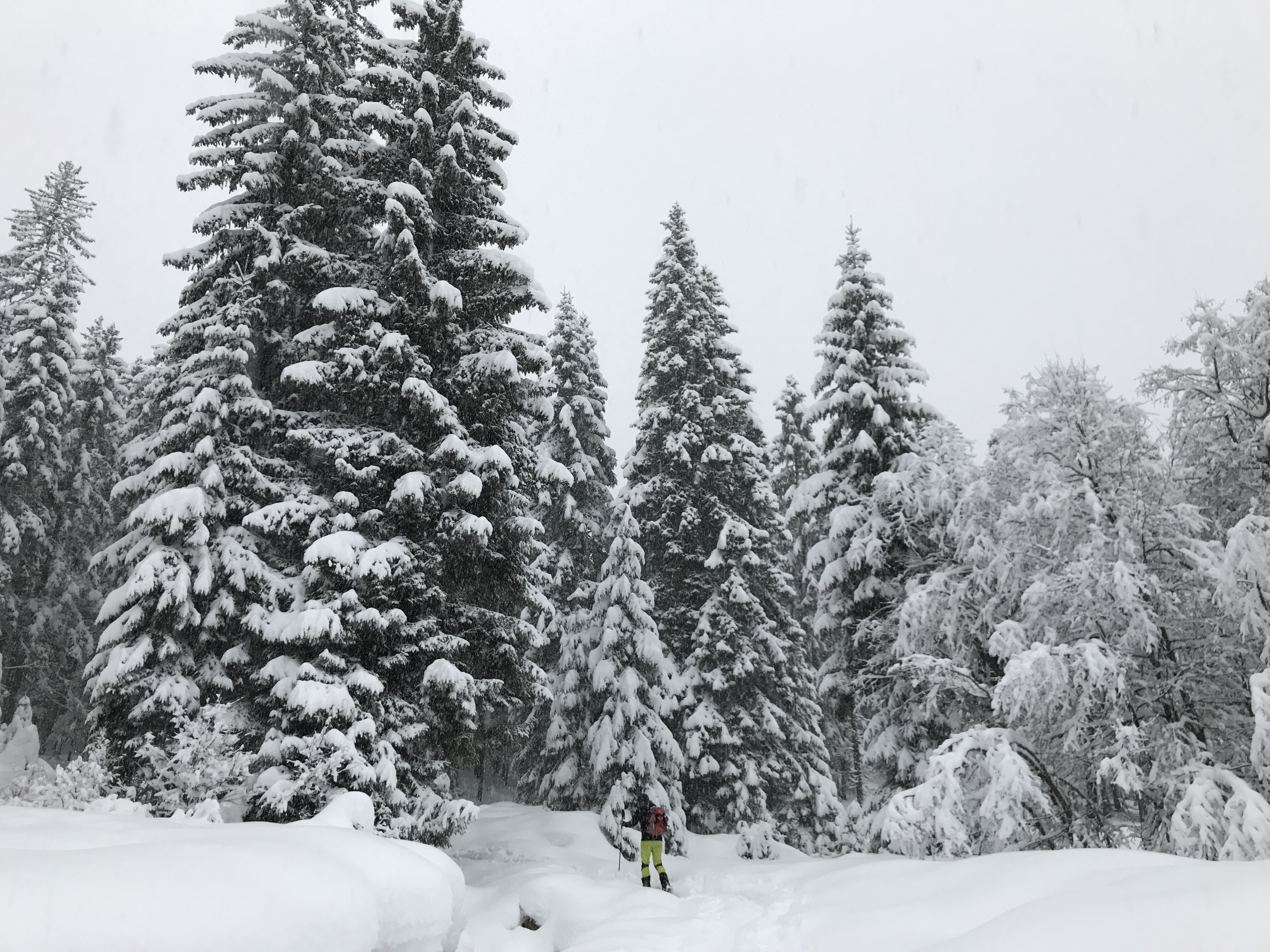 fresh tracks