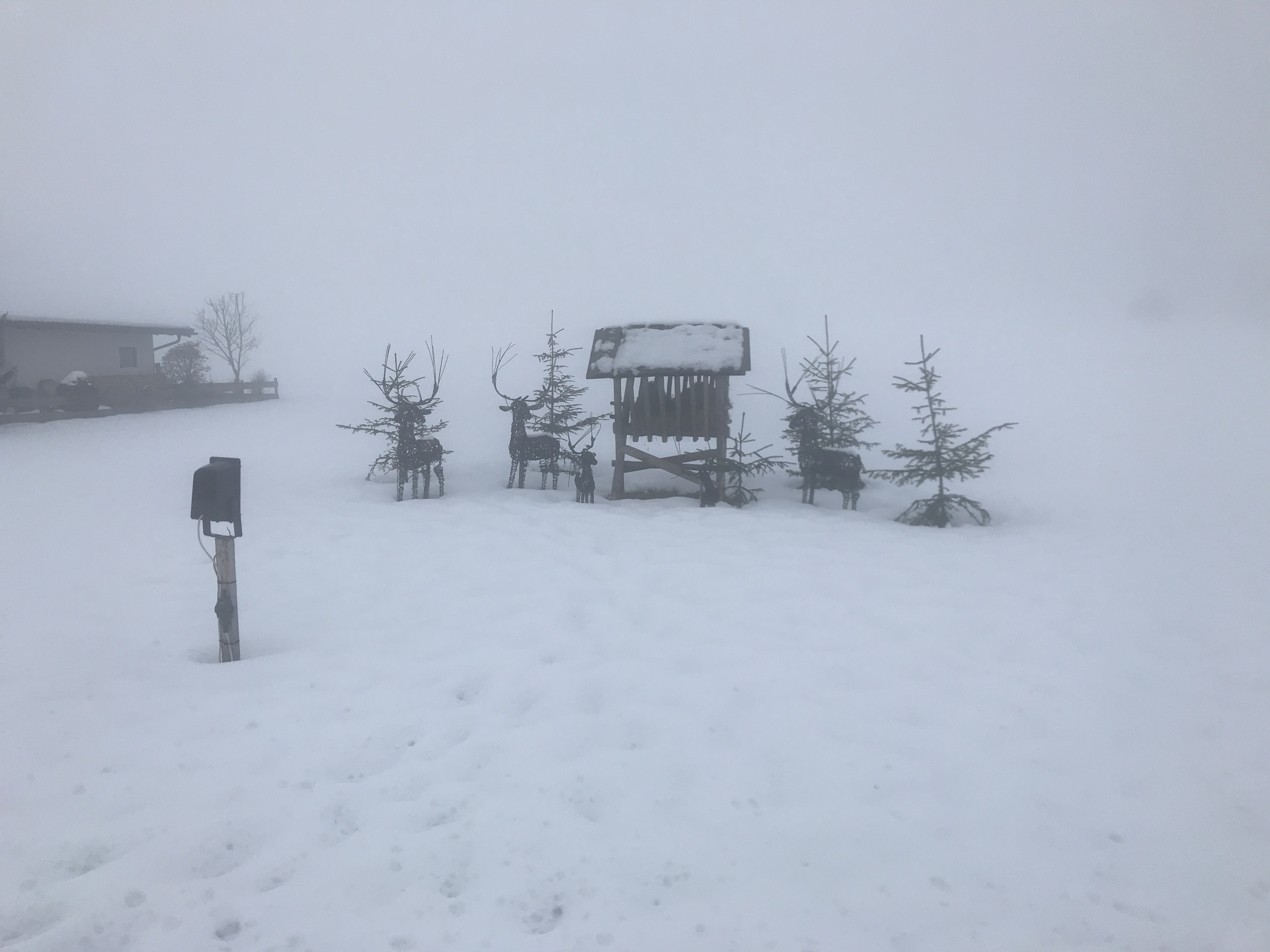 Foggy run