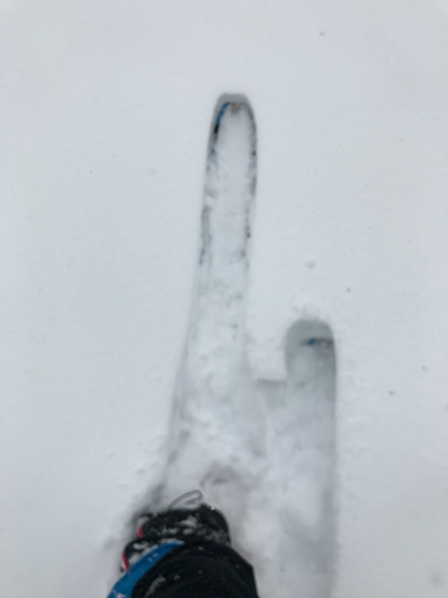 fresh tracks