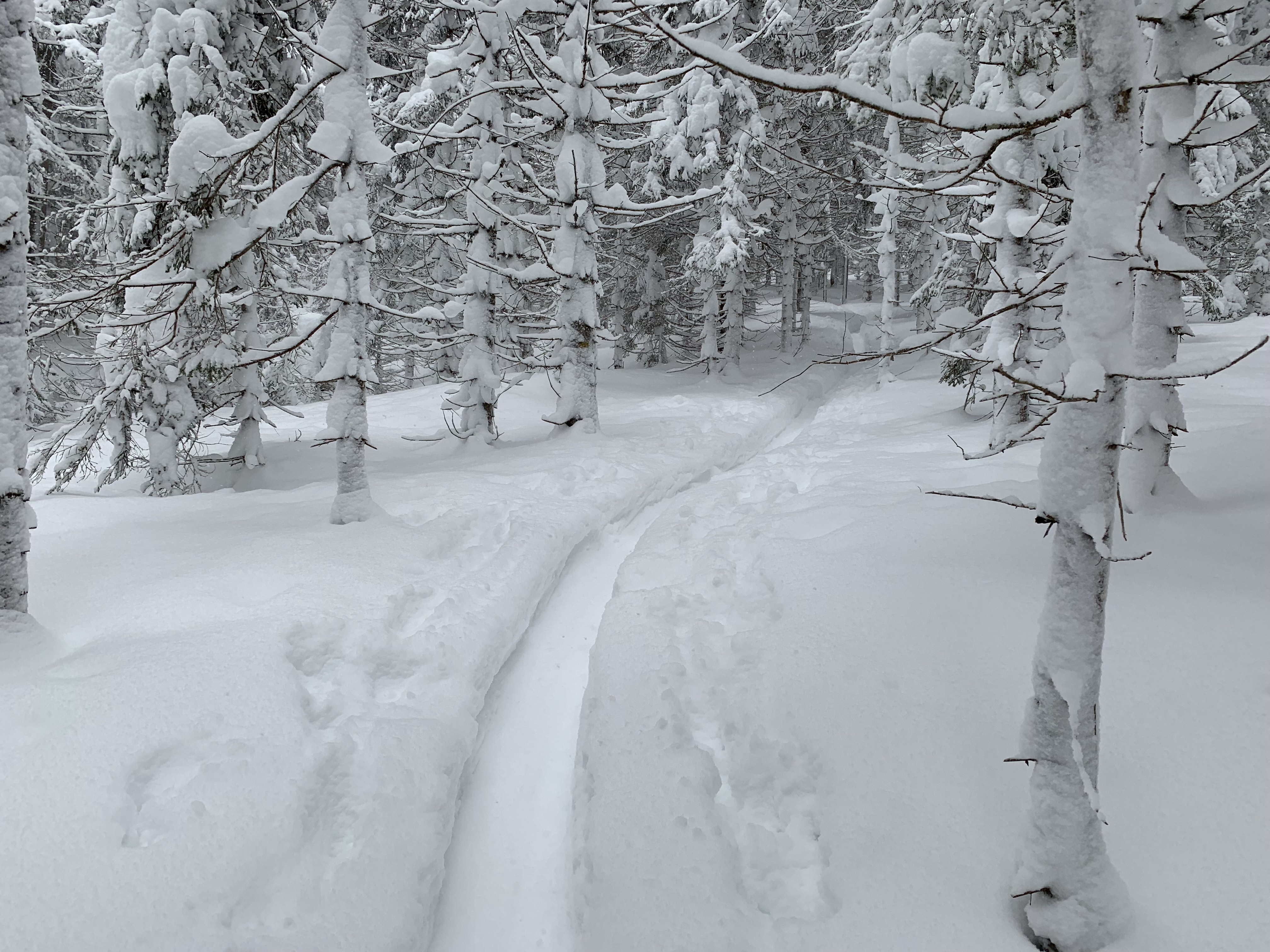 Fresh tracks
