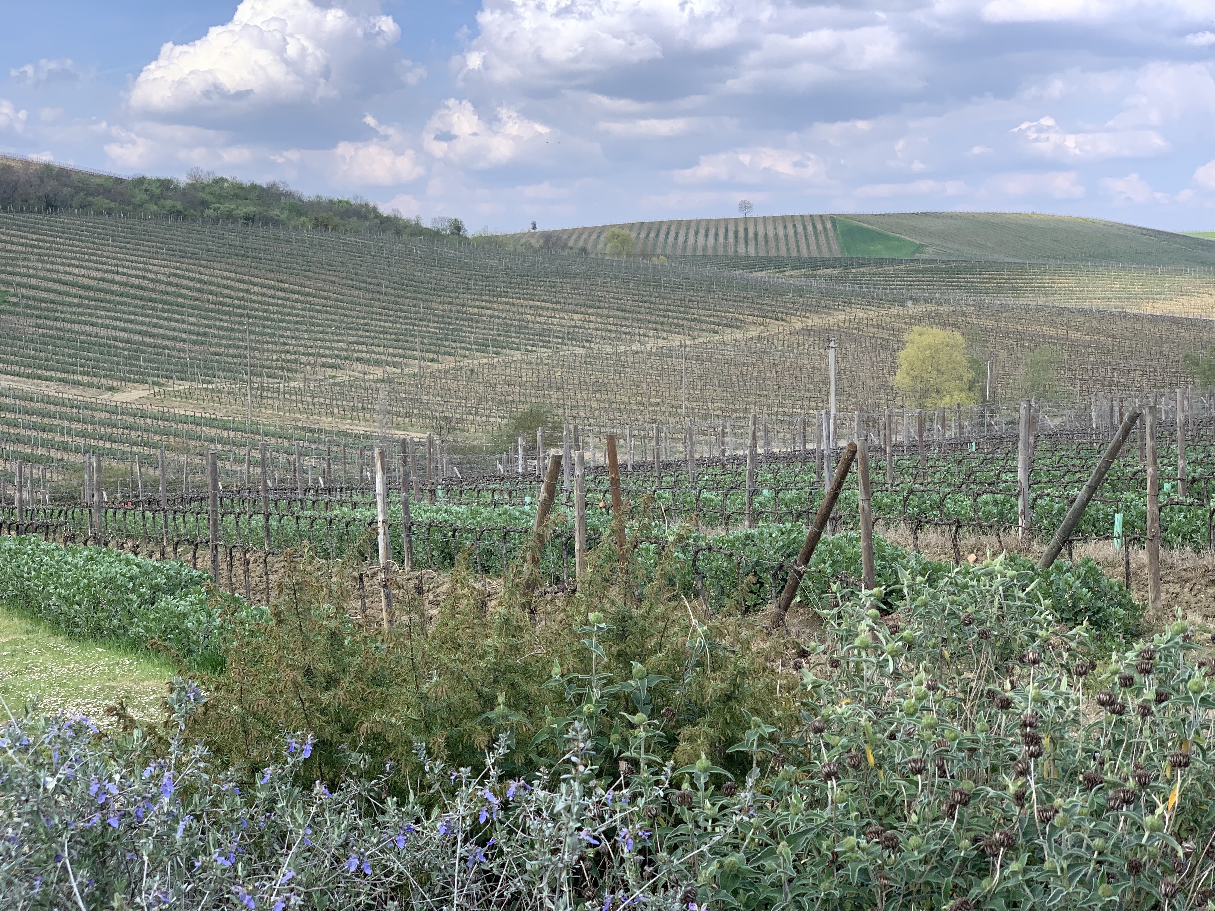 Vineyard