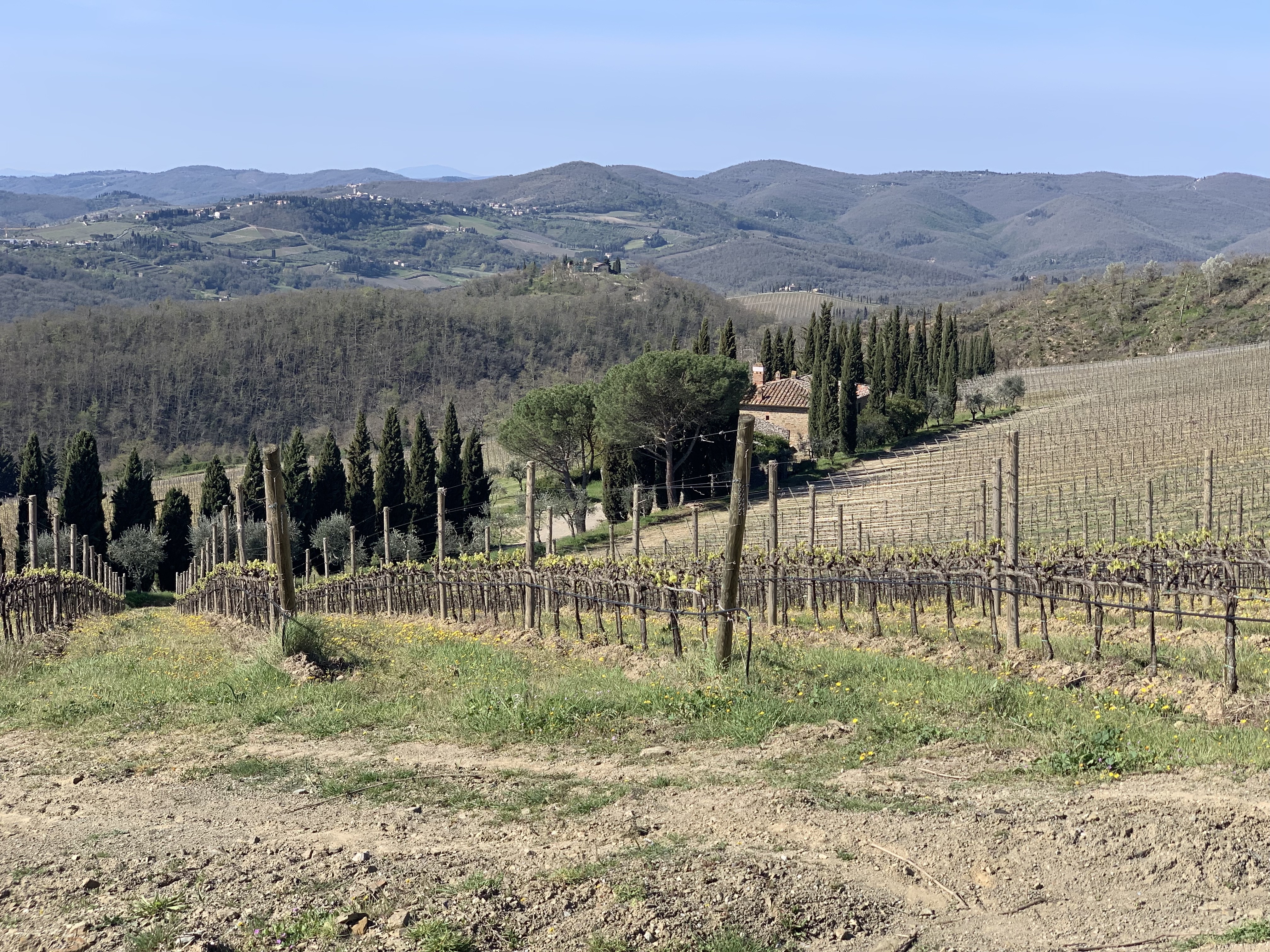 Vineyard