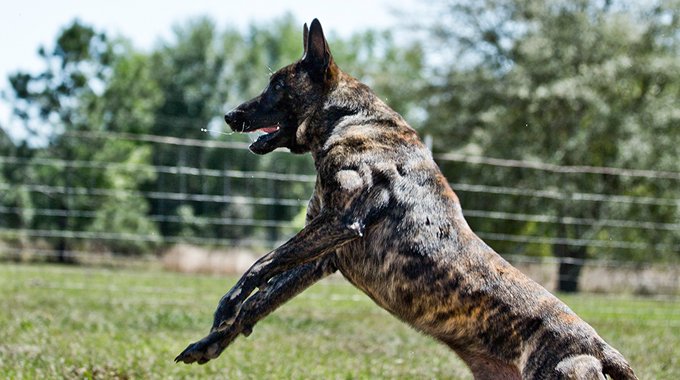 Moss K9 | Knpv Dutch Shepherds For Sale | Breeder