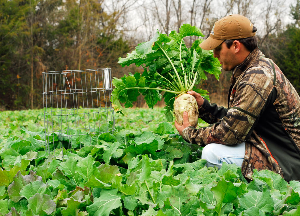A Brassica Breakdown Variety and Timing Mossy Oak