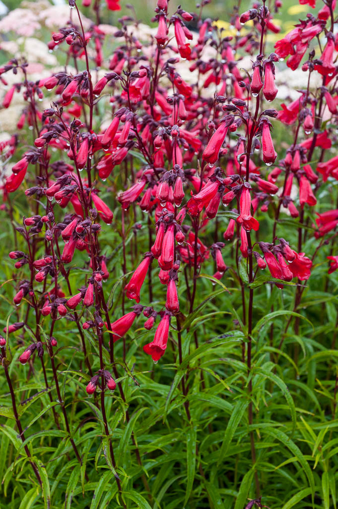 Penstemon 'Firebird' Mostly Natives Nursery