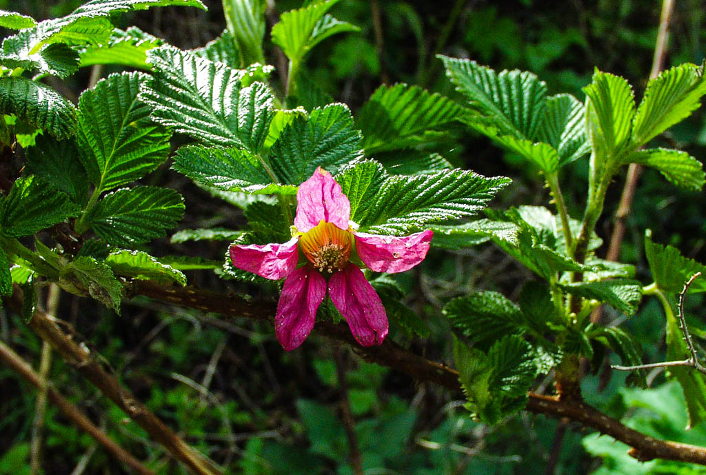 Rubus spectabilis Mostly Natives Nursery