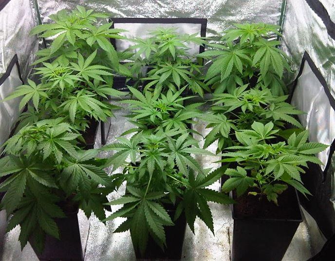 What is the best light spectrum for my autoflowering cannabis plants