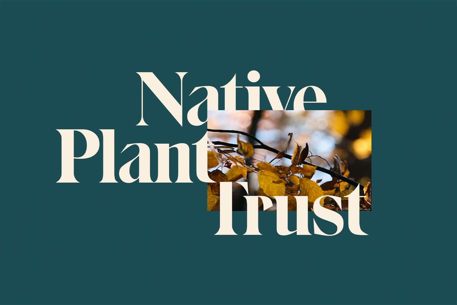 Moth Design Native Plant Trust Moth Design