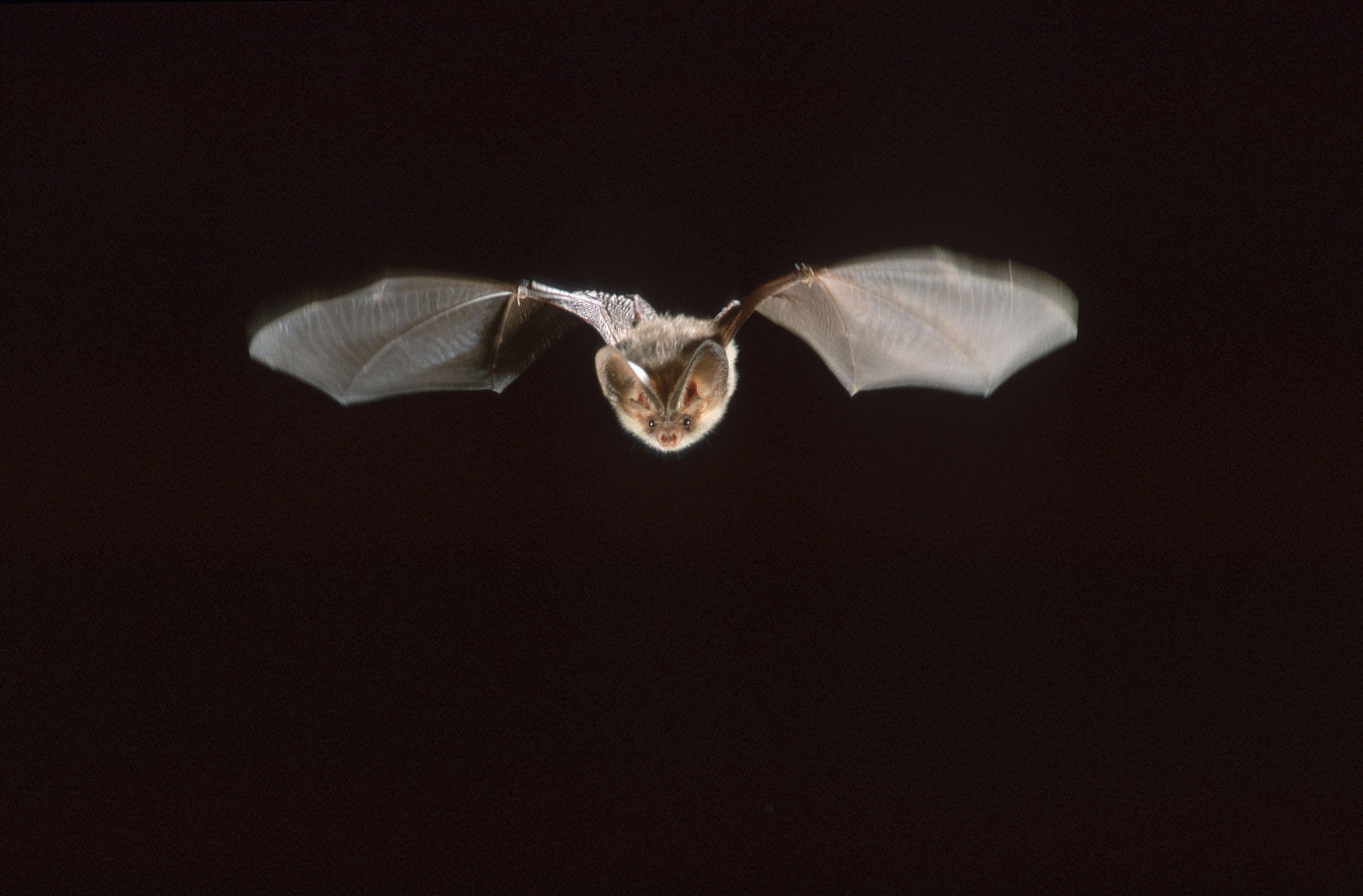 7 Fascinating Facts About Bats Mother Jones