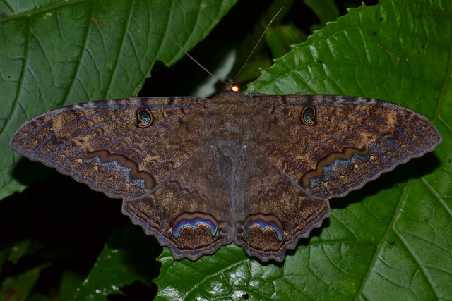 Black Witch Moth Identification, Life Cycle, Facts & Pictures