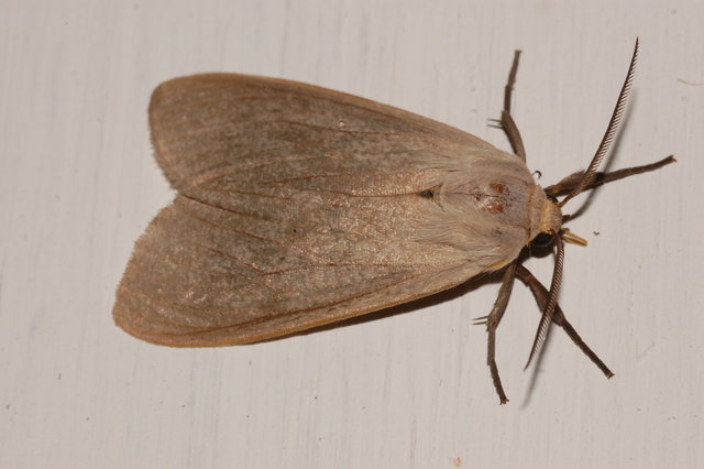 Milkweed Tussock Moth Identification, Life Cycle, Facts & Pictures