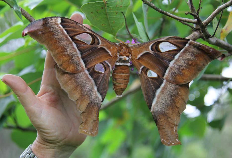 Hercules Moth Identification, Life Cycle, Facts & Pictures