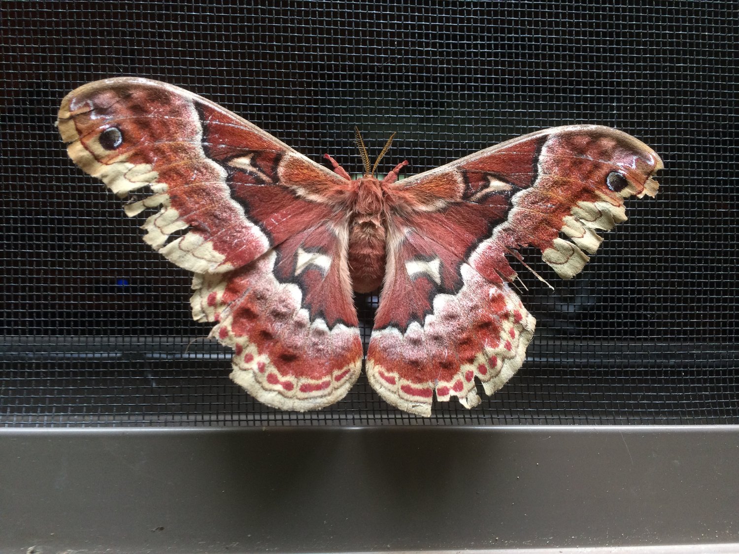 Promethea Silkmoth Identification, Life Cycle, Facts & Pictures
