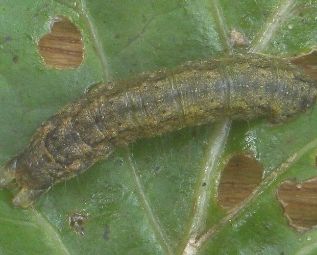 Cabbage Moth Identification, Life Cycle, Facts & Pictures