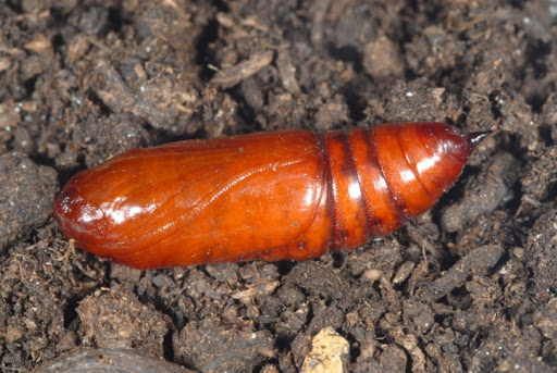 Cabbage Moth Identification, Life Cycle, Facts & Pictures