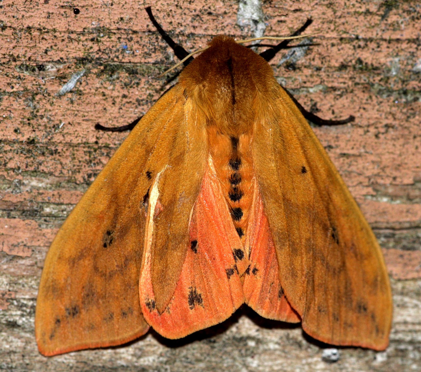 Isabella Tiger Moth Identification, Life Cycle, Facts & Pictures