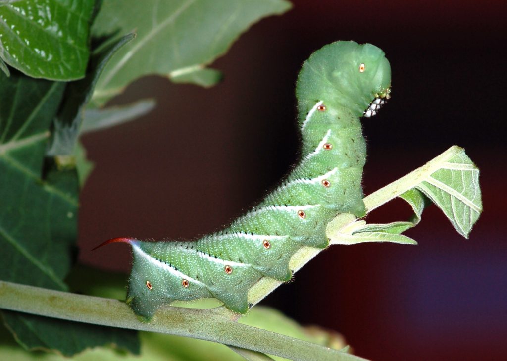 Tobacco Hornworm (Carolina Sphinx Moth) Identification, Life Cycle
