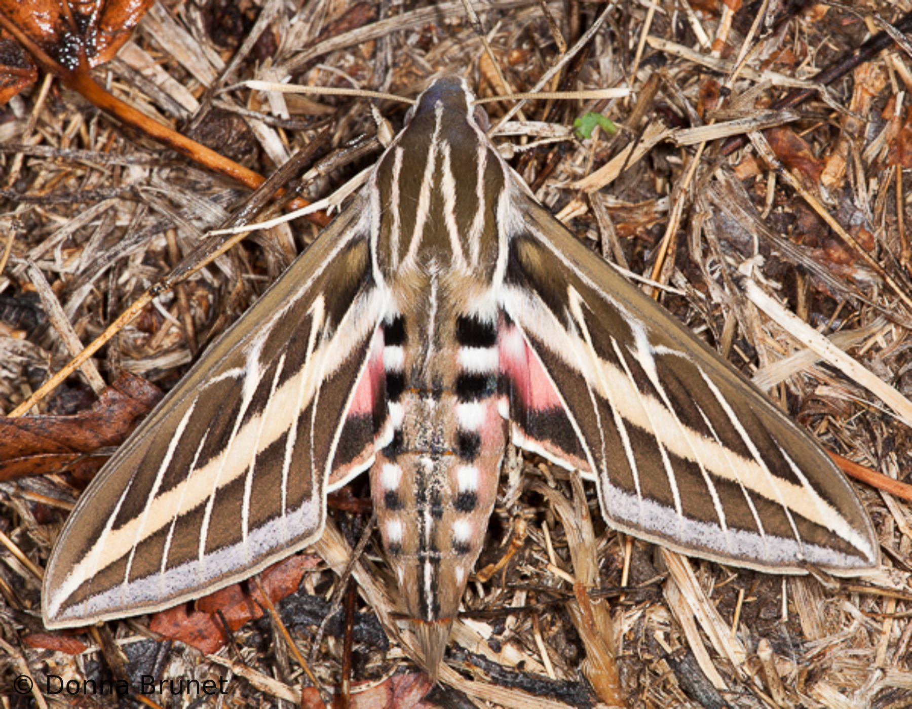 White Lined Sphinx Moth Identification, Life Cycle, Facts & Pictures